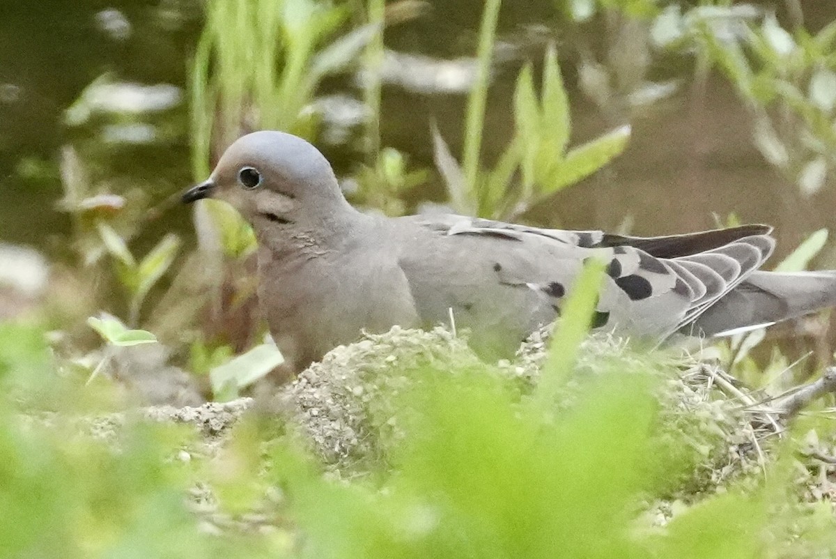 Mourning Dove - ML620177999