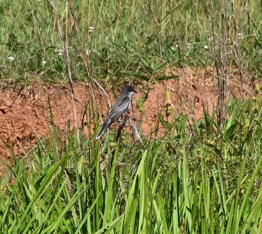 Eastern Kingbird - ML620178002