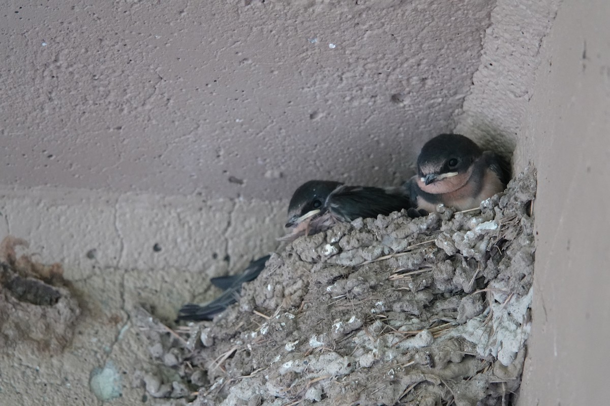 Barn Swallow - ML620178009