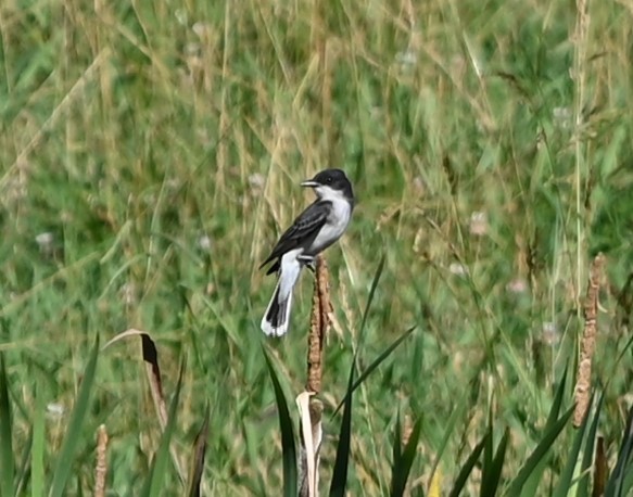 Eastern Kingbird - ML620178013