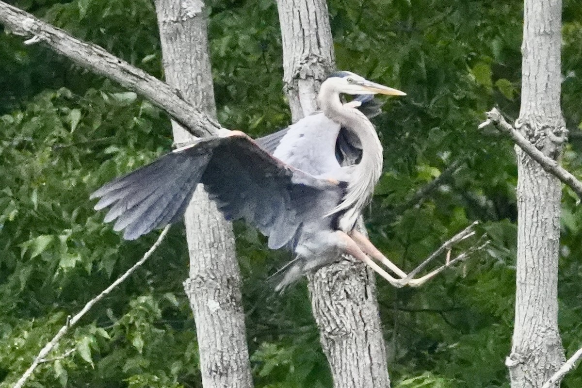 Great Blue Heron - ML620178018