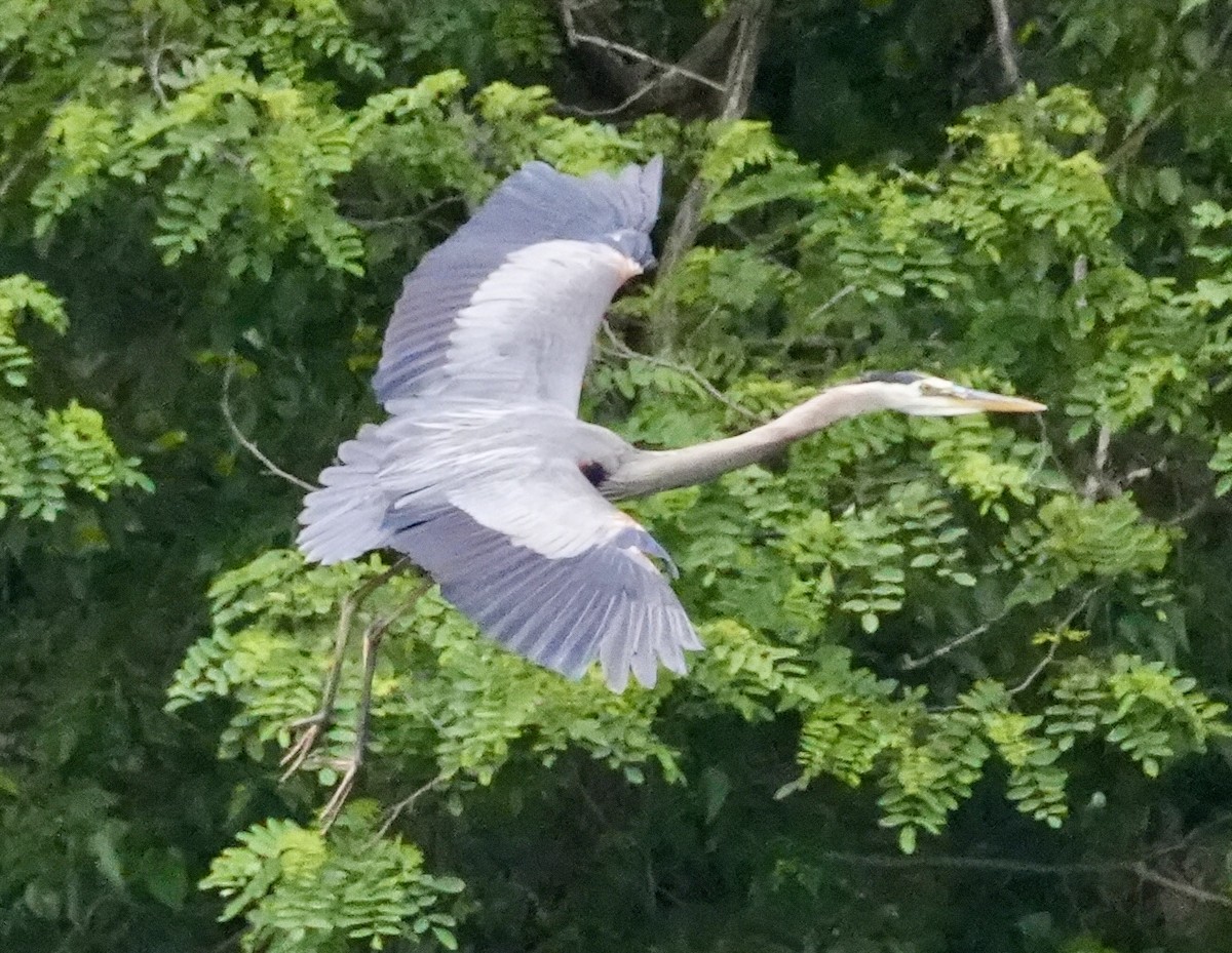 Great Blue Heron - ML620178019