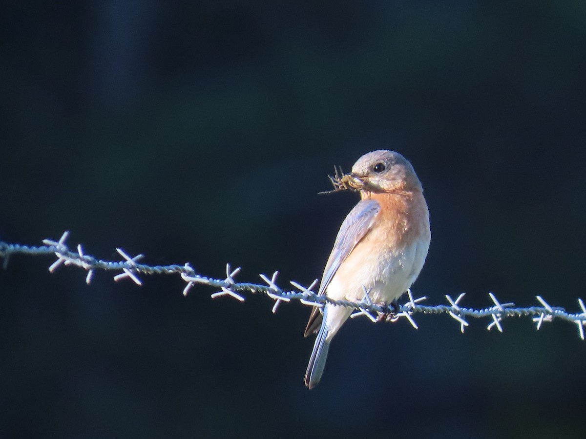 Eastern Bluebird - ML620178021