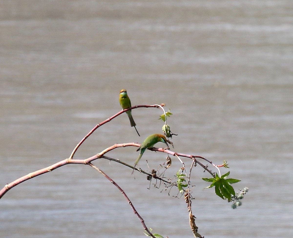 Asian Green Bee-eater - ML620178028