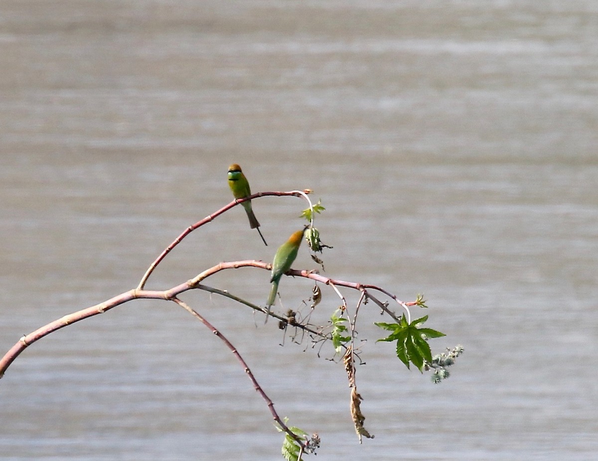 Asian Green Bee-eater - ML620178029