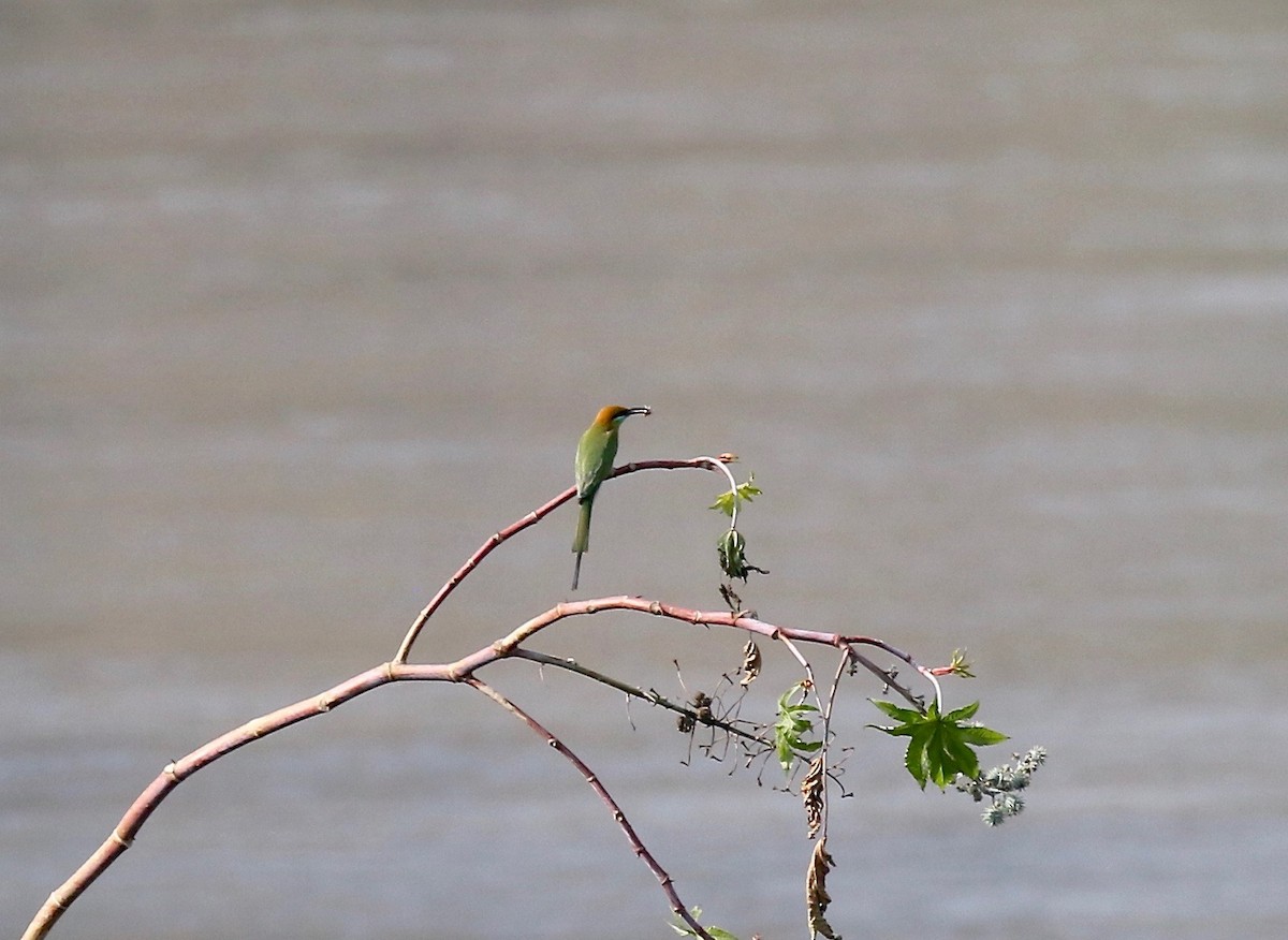 Asian Green Bee-eater - ML620178030