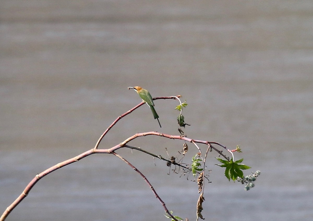 Asian Green Bee-eater - ML620178031