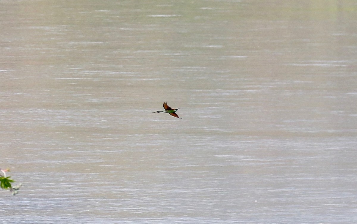 Asian Green Bee-eater - ML620178032