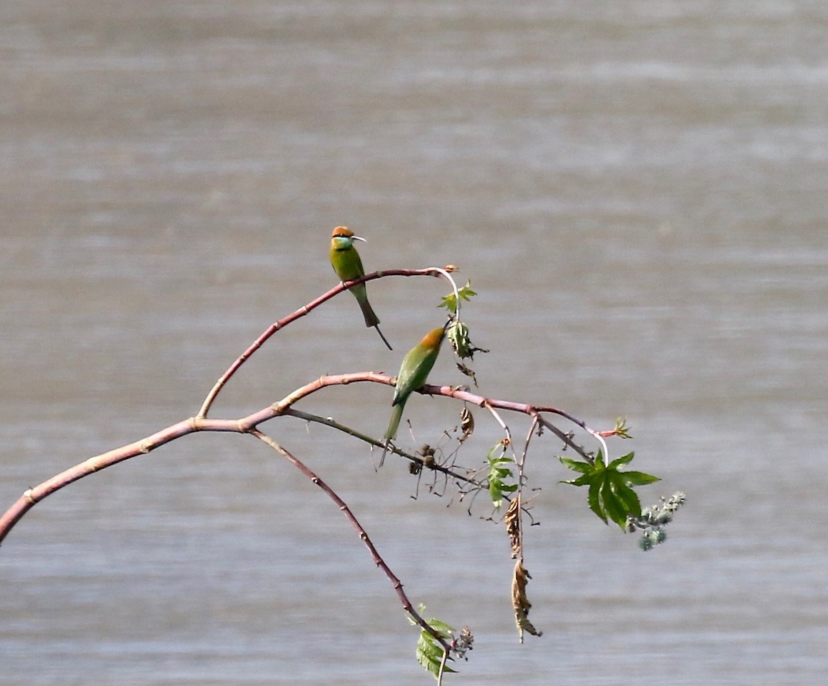 Asian Green Bee-eater - ML620178033