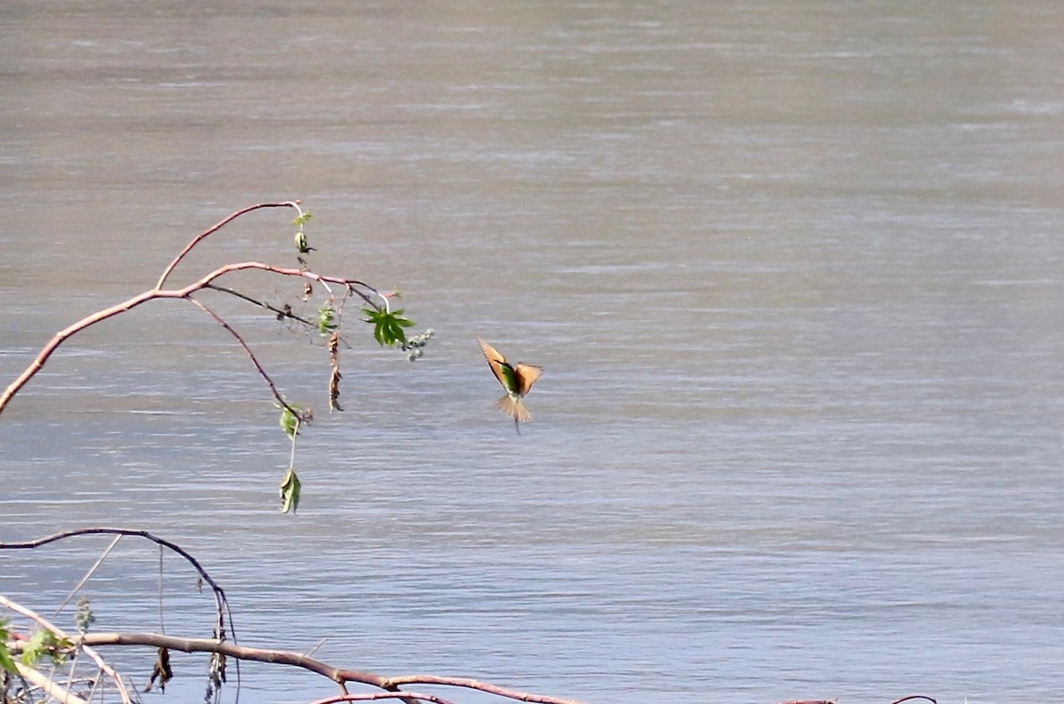 Asian Green Bee-eater - ML620178034