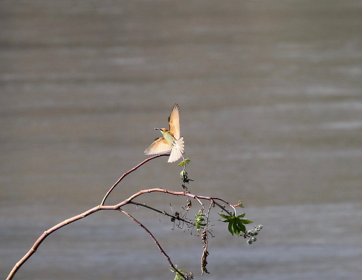 Asian Green Bee-eater - ML620178036