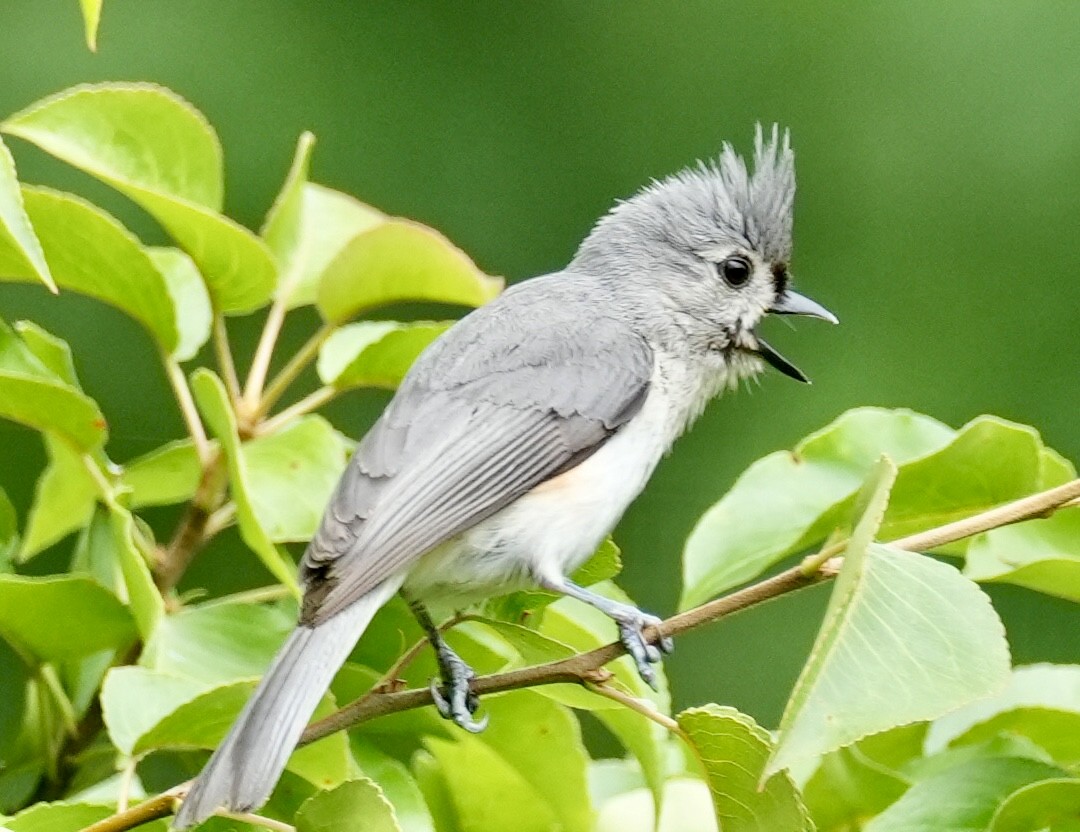 Tufted Titmouse - ML620178038