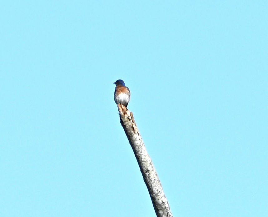 Eastern Bluebird - ML620178039