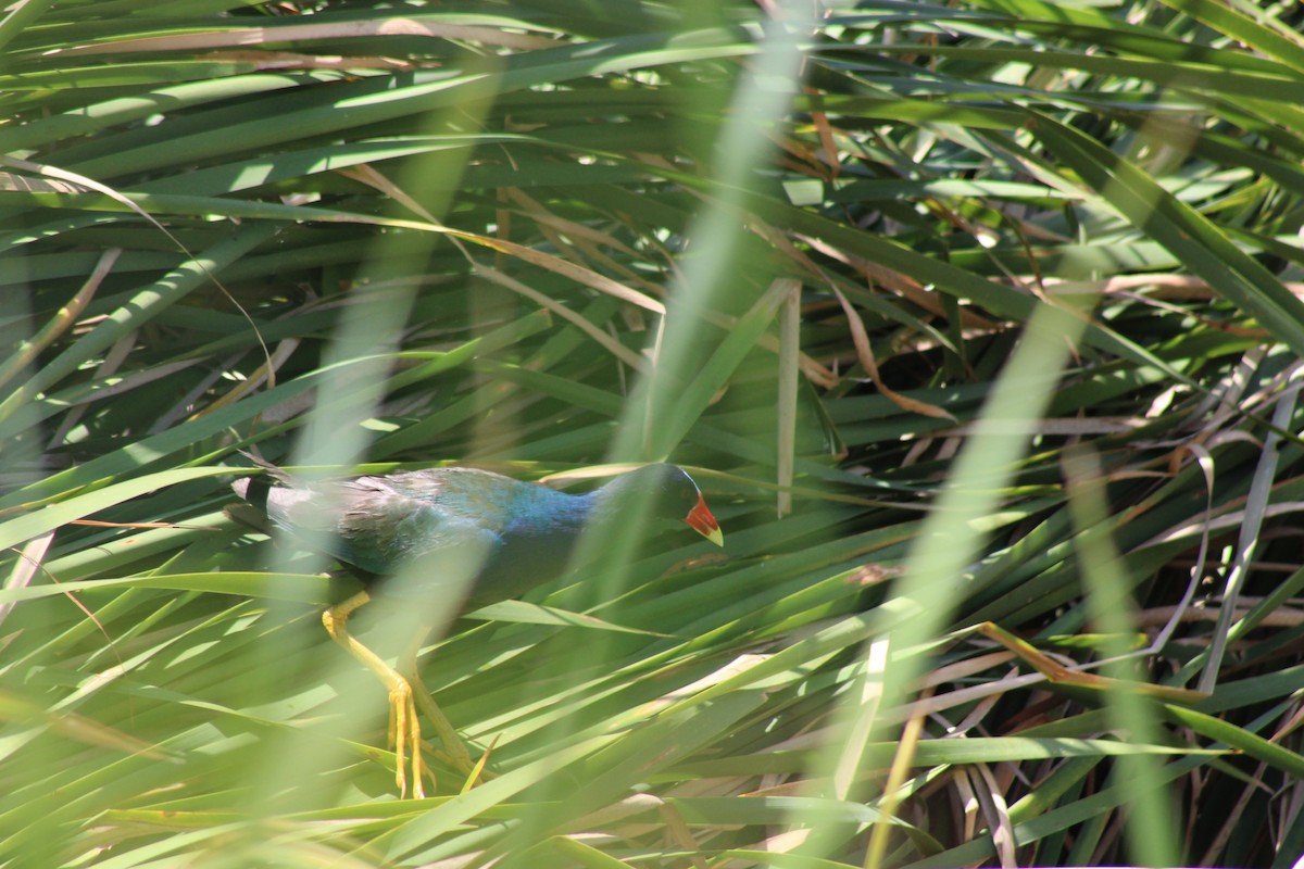 Purple Gallinule - ML620178041