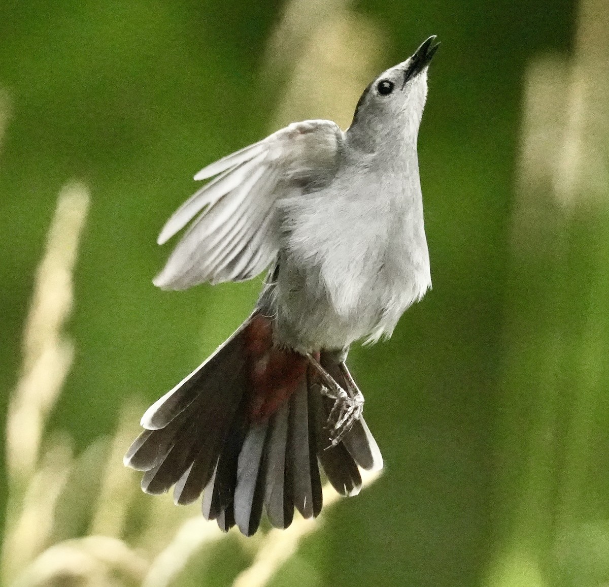 Gray Catbird - ML620178045