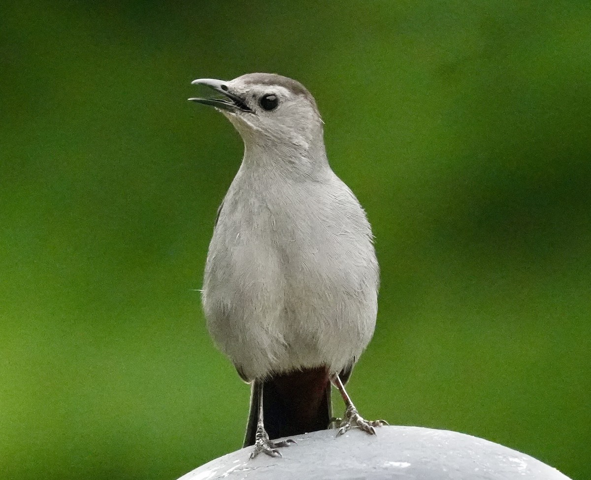 Gray Catbird - ML620178046