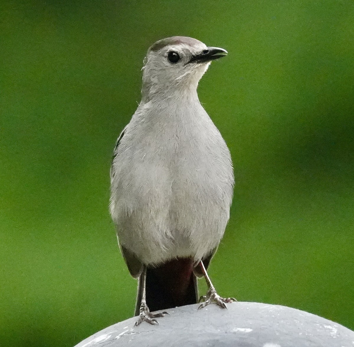 Gray Catbird - ML620178048