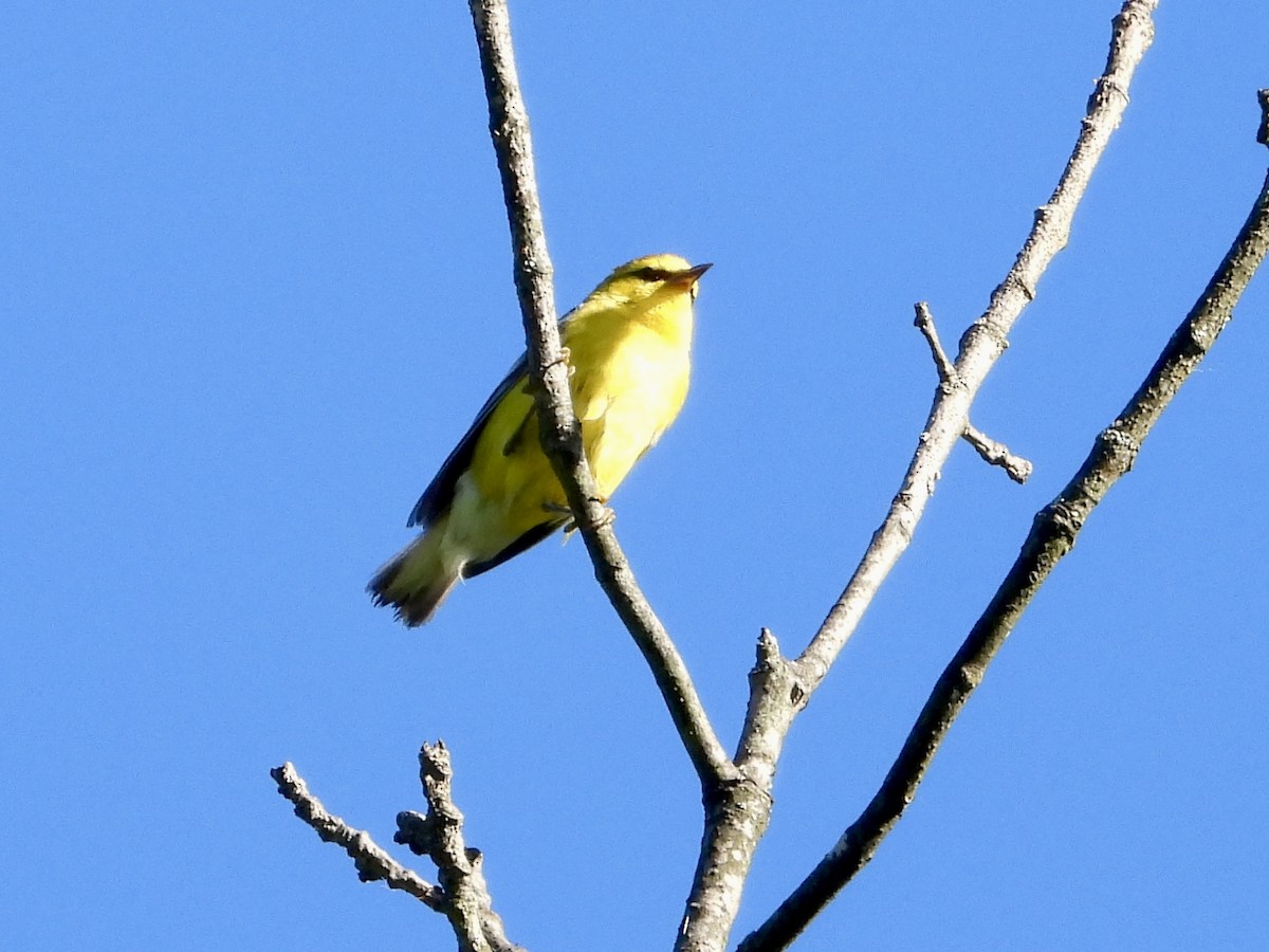 Blue-winged Warbler - ML620178051