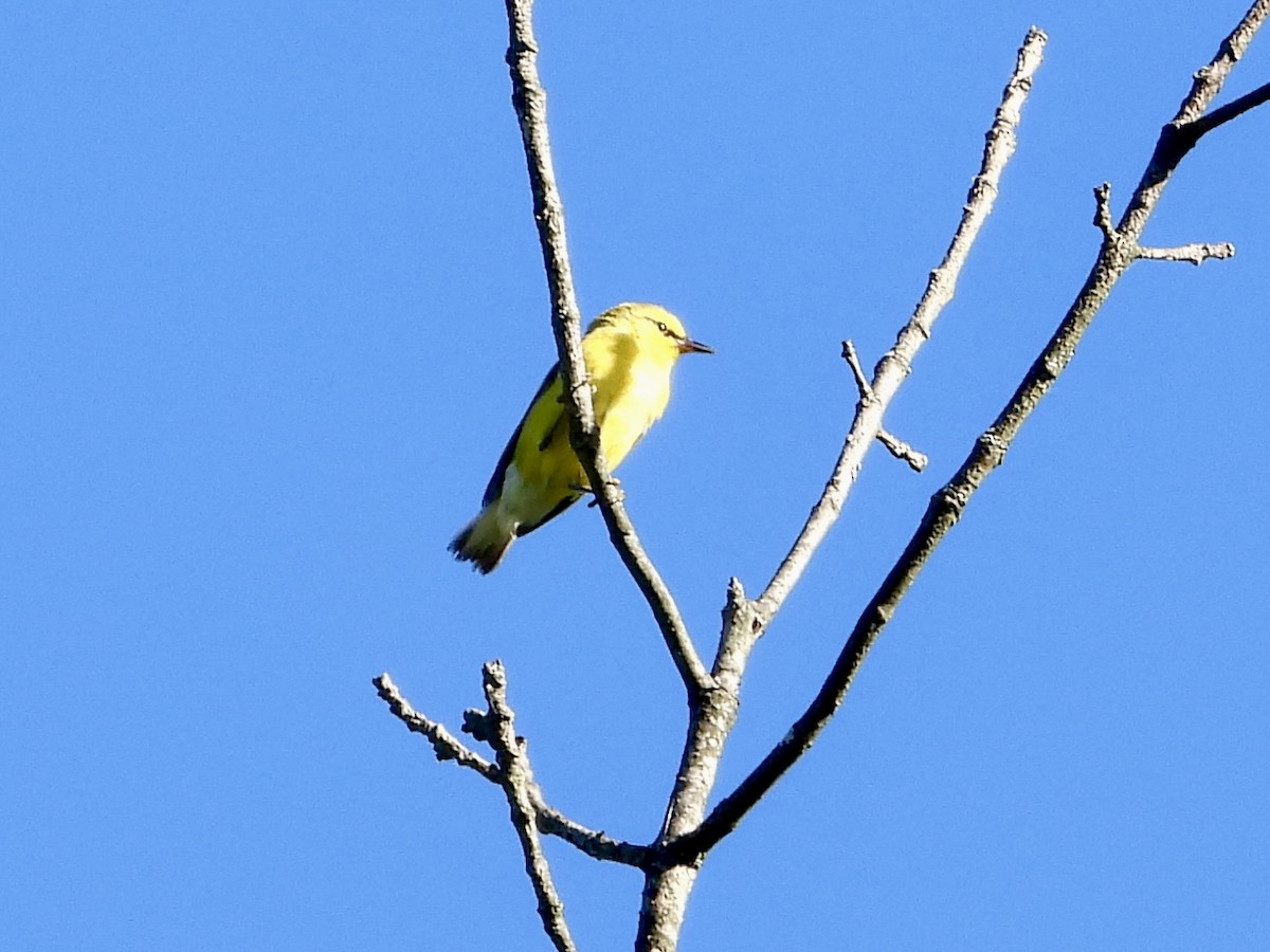 Blue-winged Warbler - ML620178052