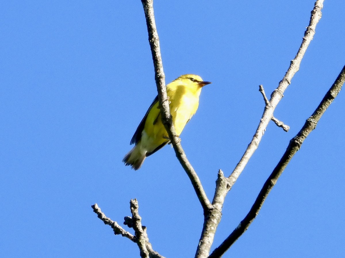 Blue-winged Warbler - ML620178053