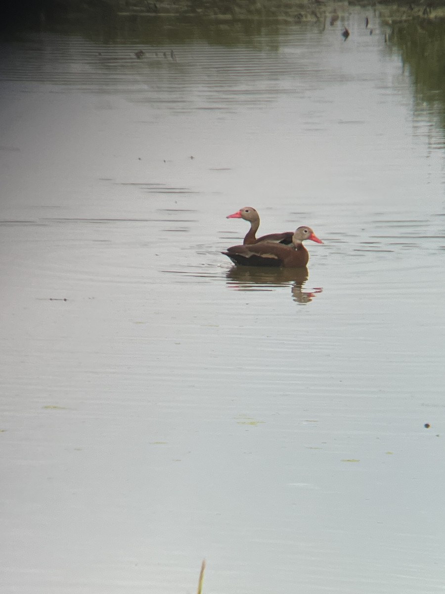 Black-bellied Whistling-Duck - ML620178054