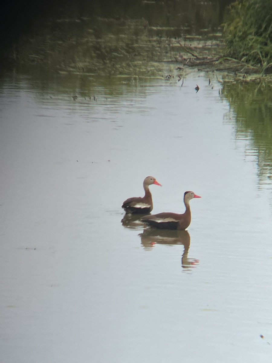 Black-bellied Whistling-Duck - ML620178055