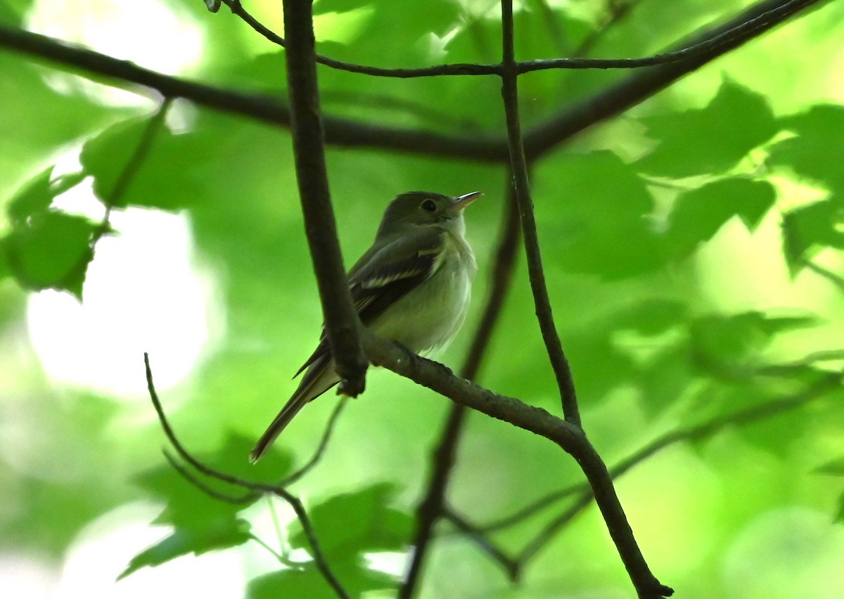 Acadian Flycatcher - ML620178059