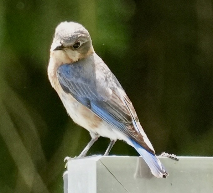 Eastern Bluebird - ML620178066