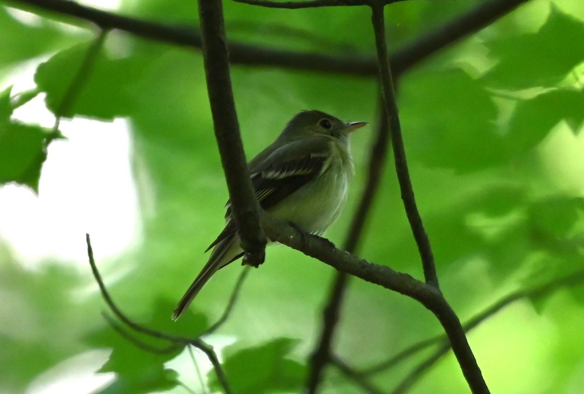Acadian Flycatcher - ML620178068