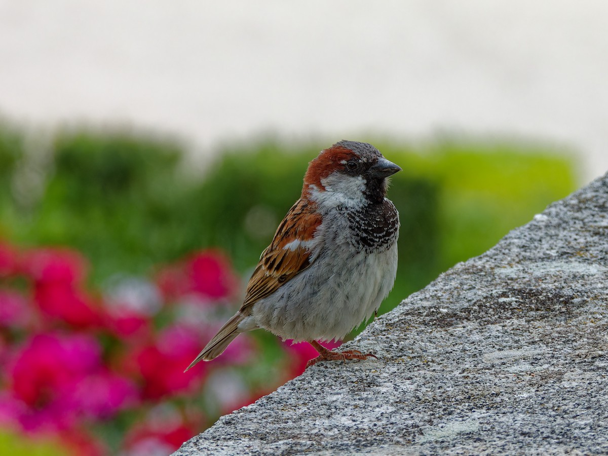 House Sparrow - ML620178070