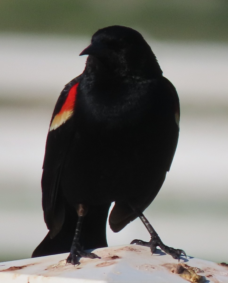 Red-winged Blackbird - ML620178072