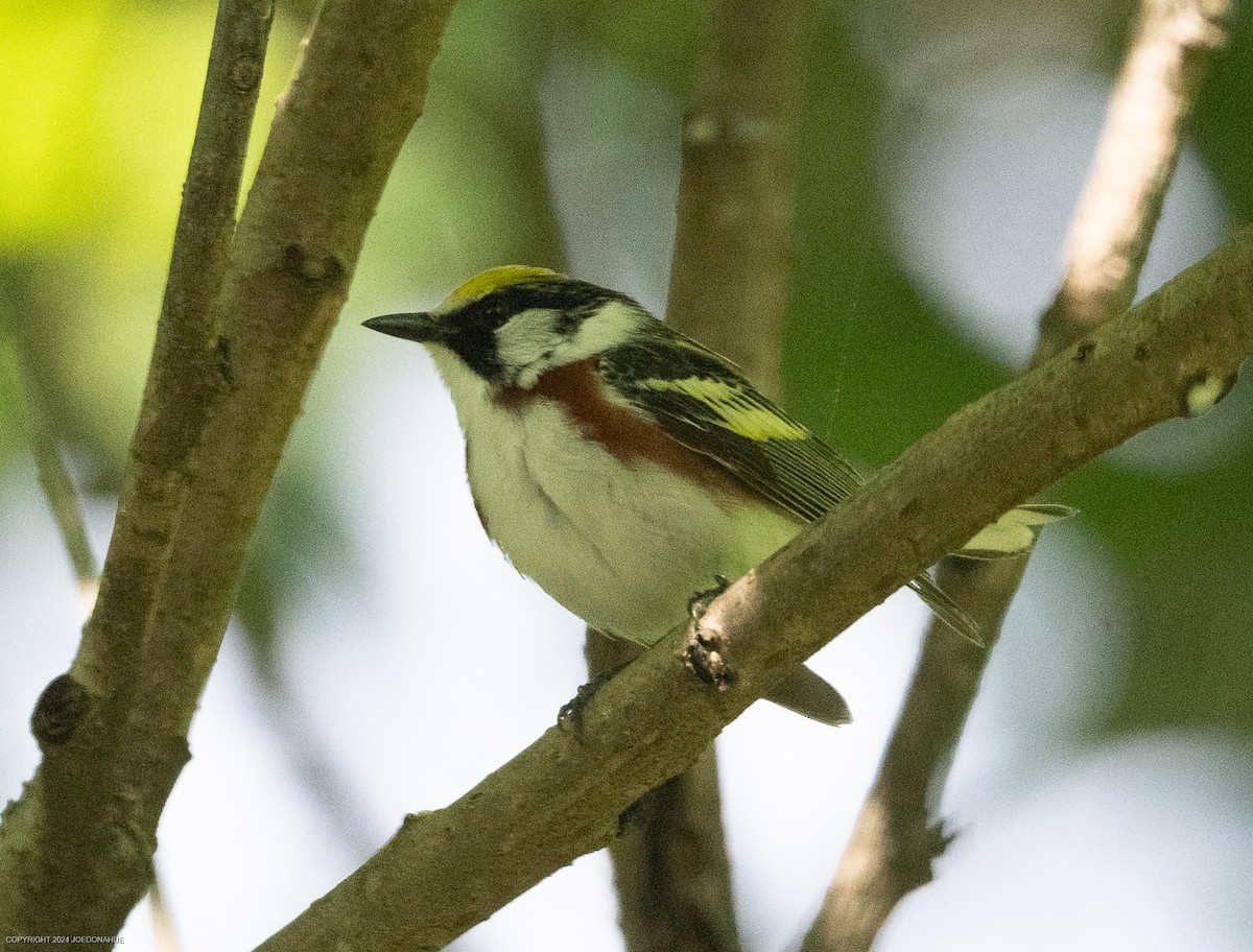 Chestnut-sided Warbler - ML620178074