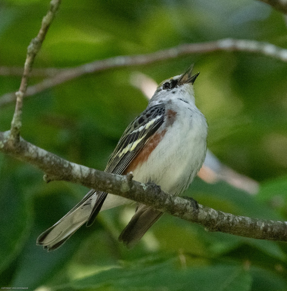 Chestnut-sided Warbler - ML620178075