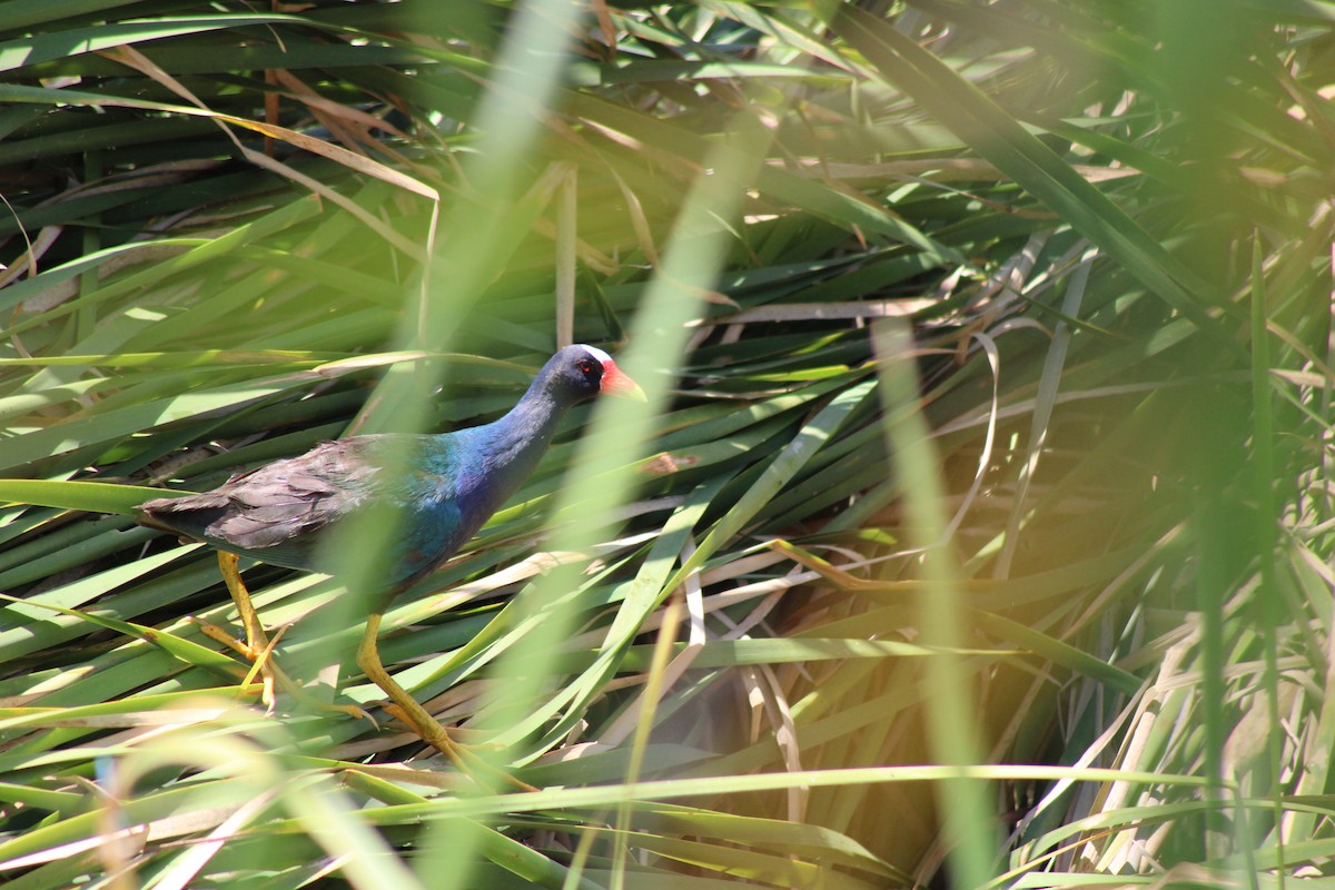 Purple Gallinule - ML620178076