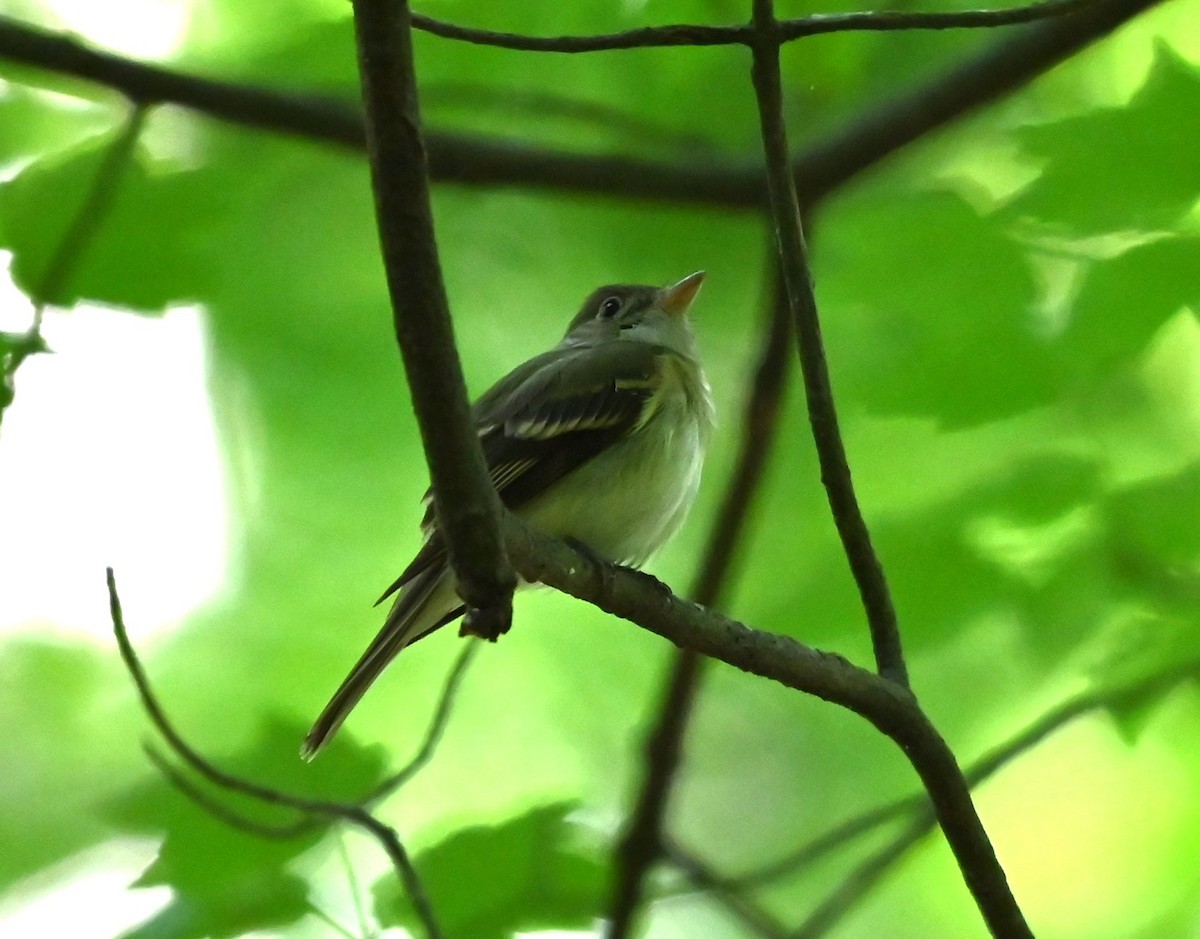 Acadian Flycatcher - ML620178077