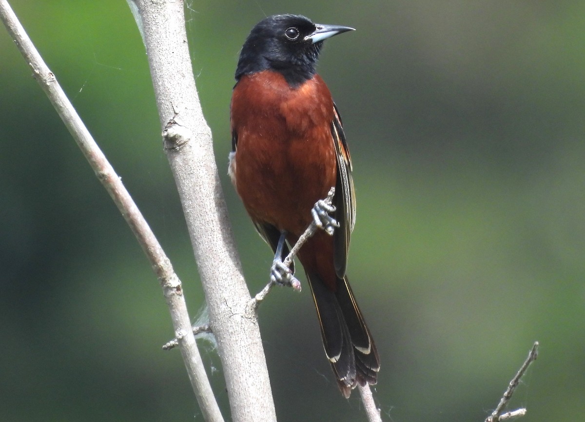 Orchard Oriole - ML620178083