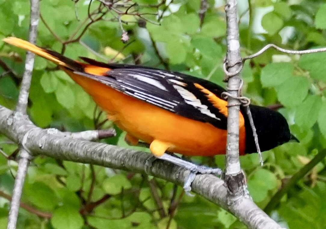 Baltimore Oriole - ML620178086