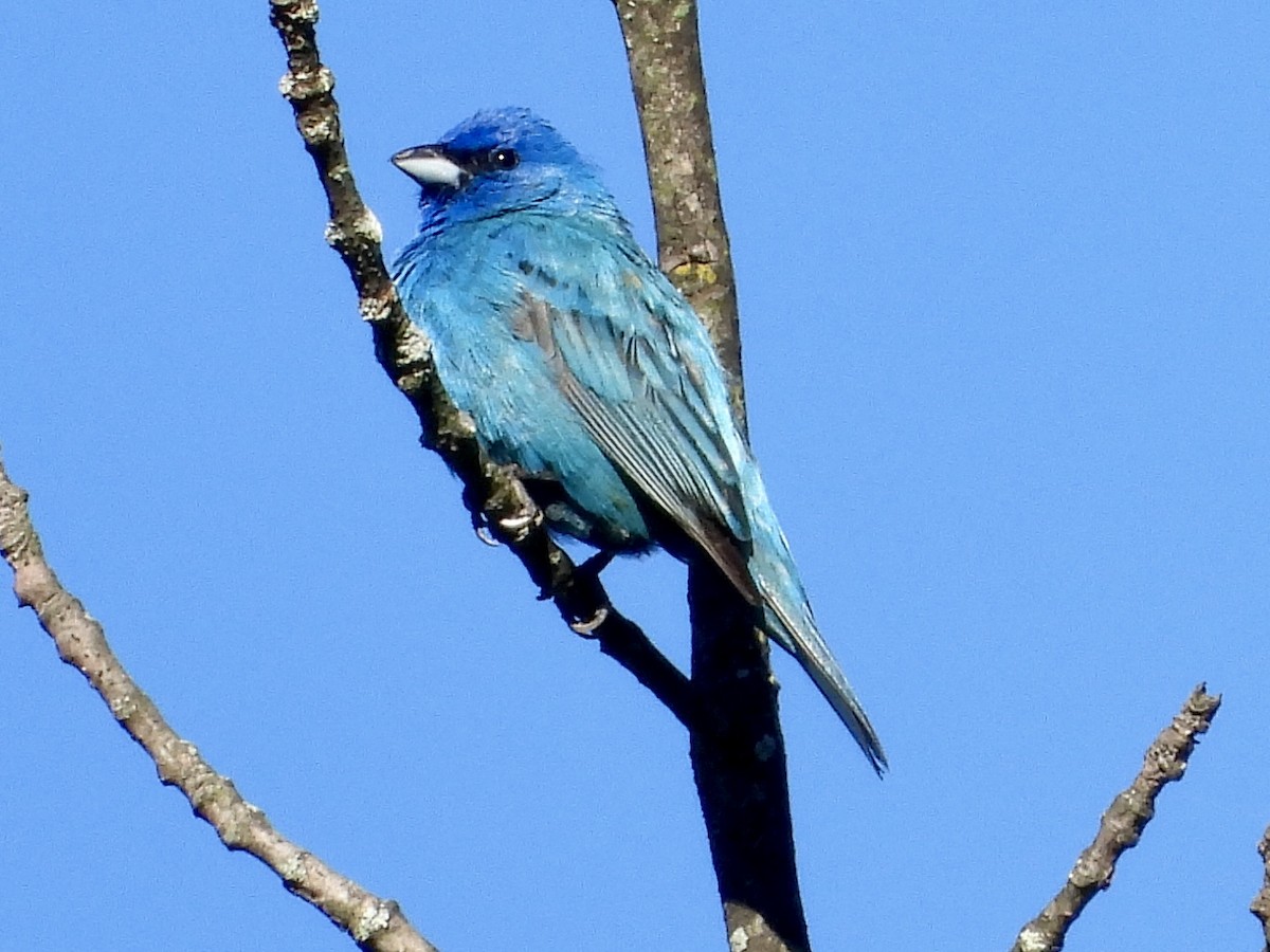 Indigo Bunting - ML620178087