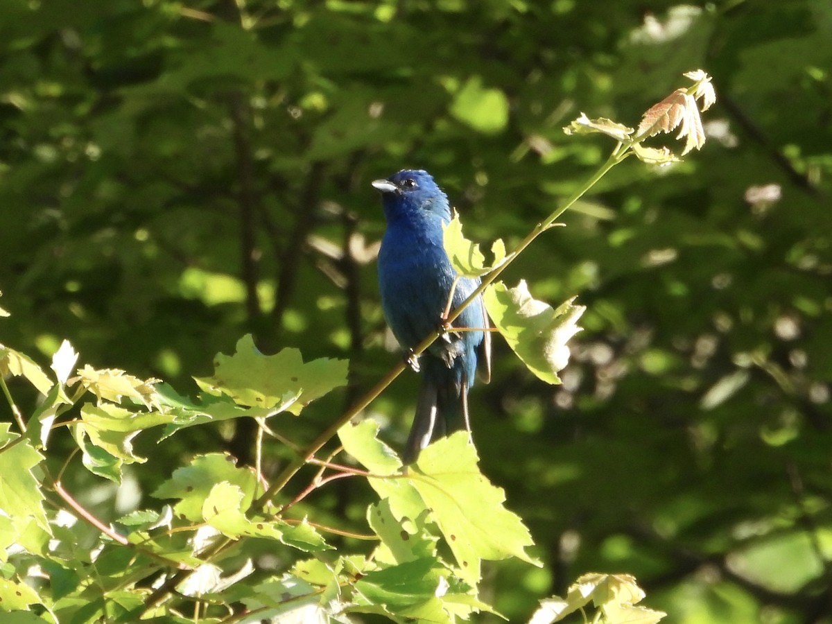 Indigo Bunting - ML620178090