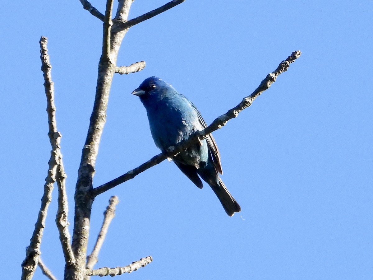 Indigo Bunting - ML620178092