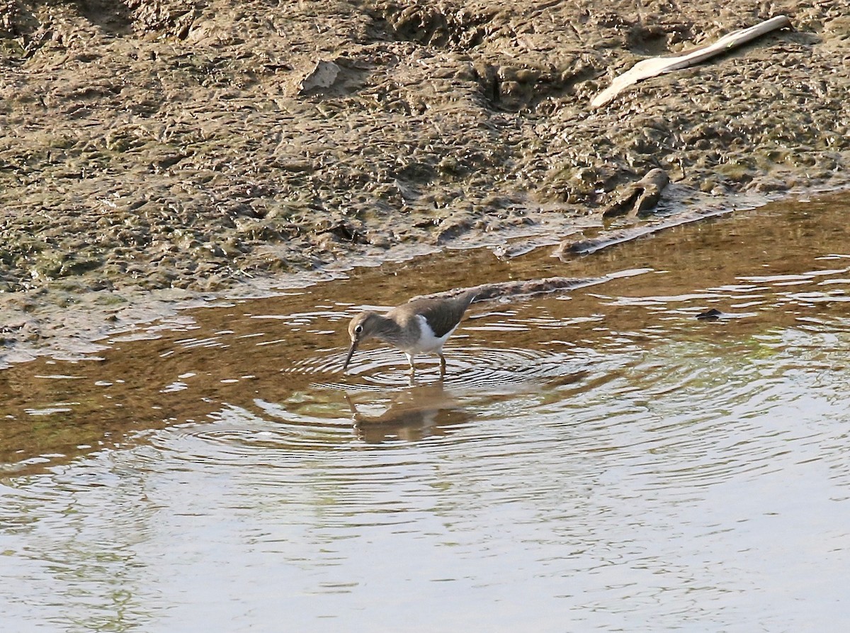 Common Sandpiper - ML620178098