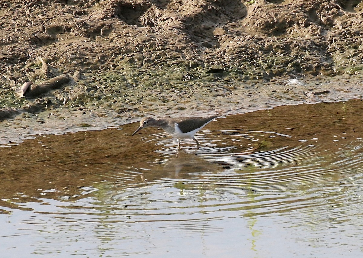 Common Sandpiper - ML620178101