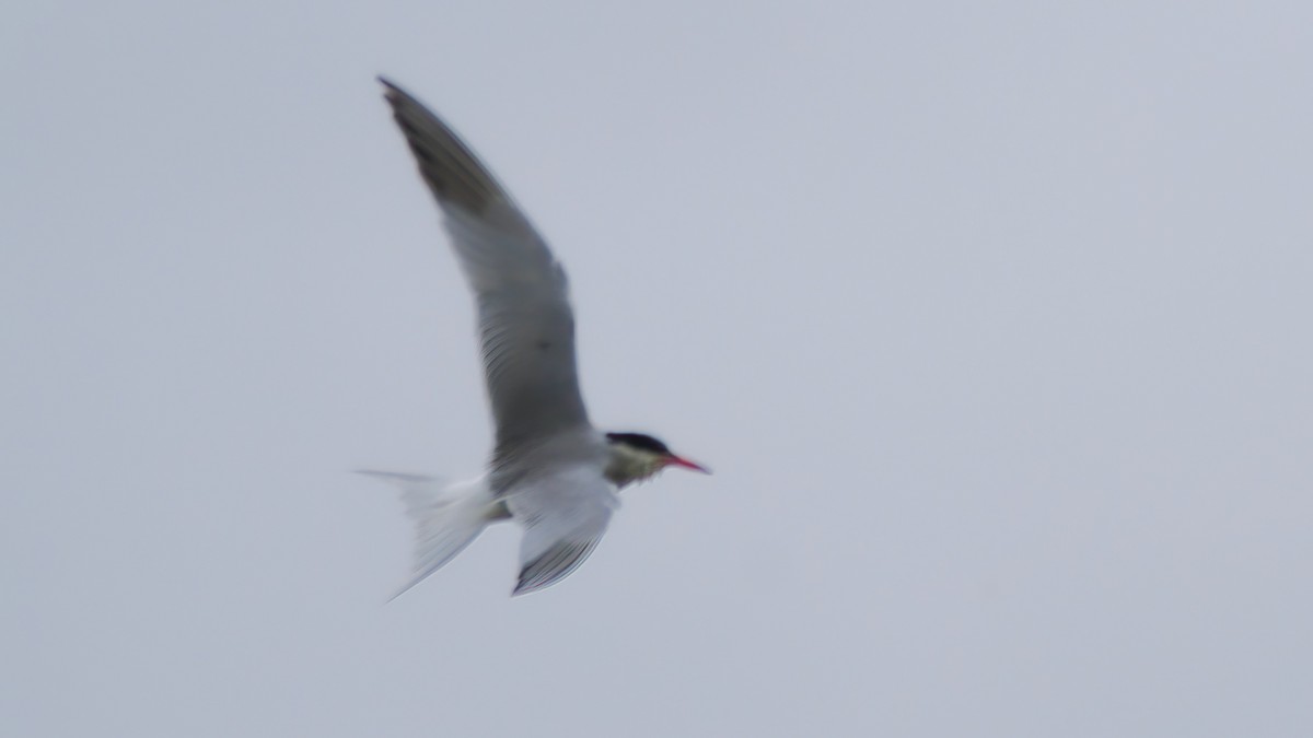 Common Tern - ML620178106