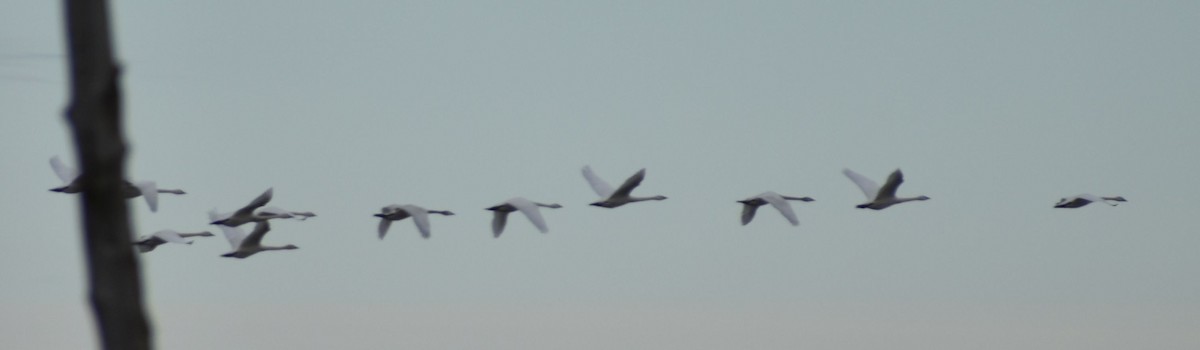 Trumpeter/Tundra Swan - ML620178107