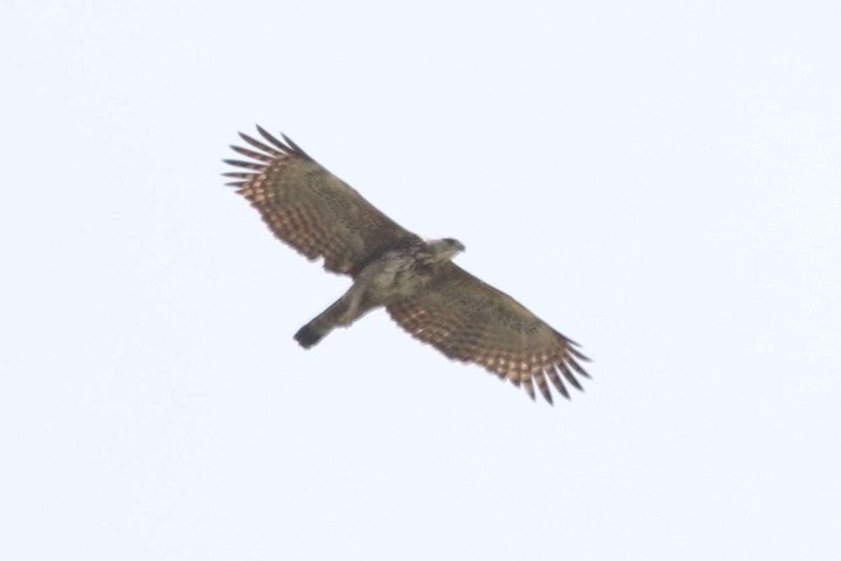 Changeable Hawk-Eagle - Clyde Blum