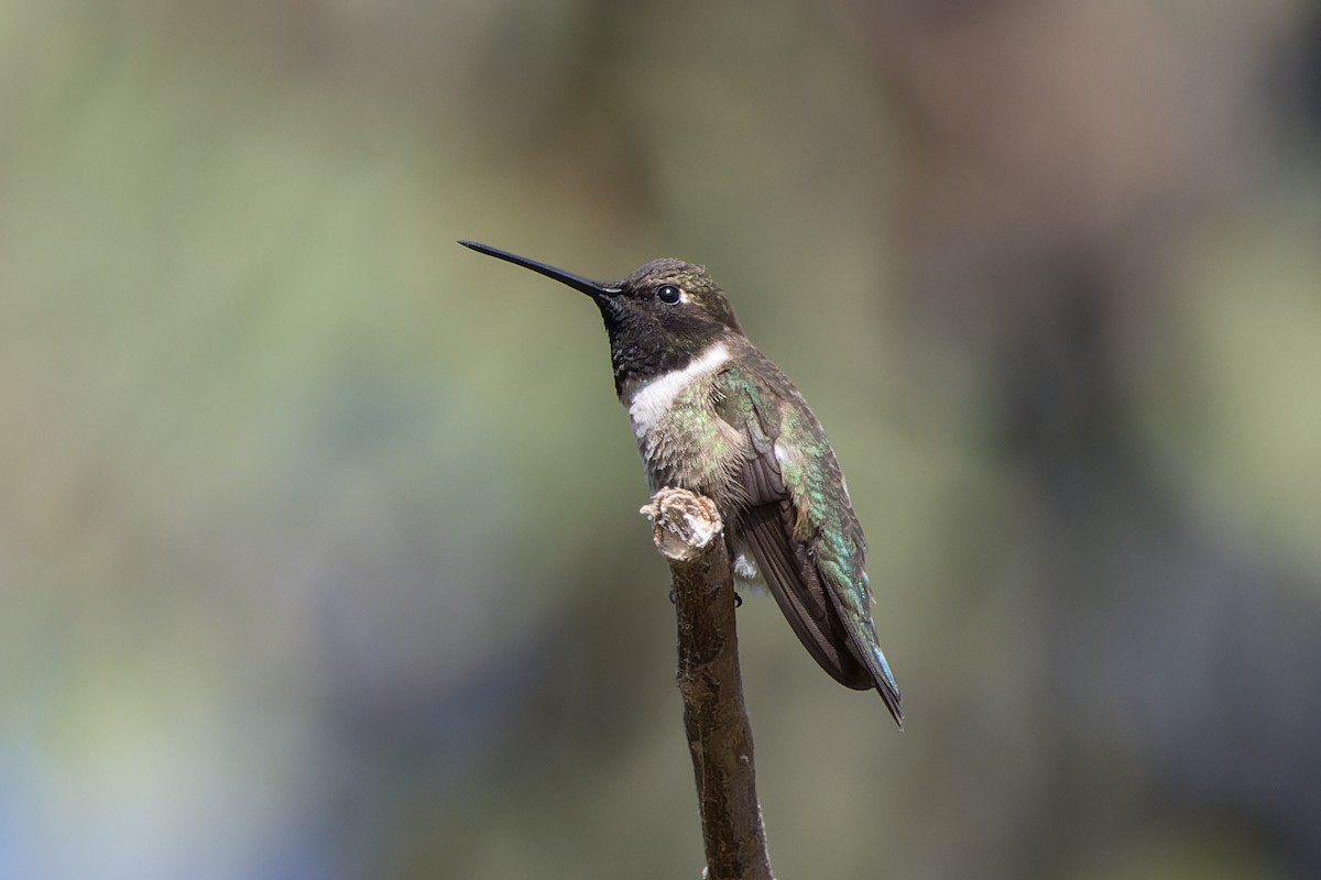 Black-chinned Hummingbird - ML620178111