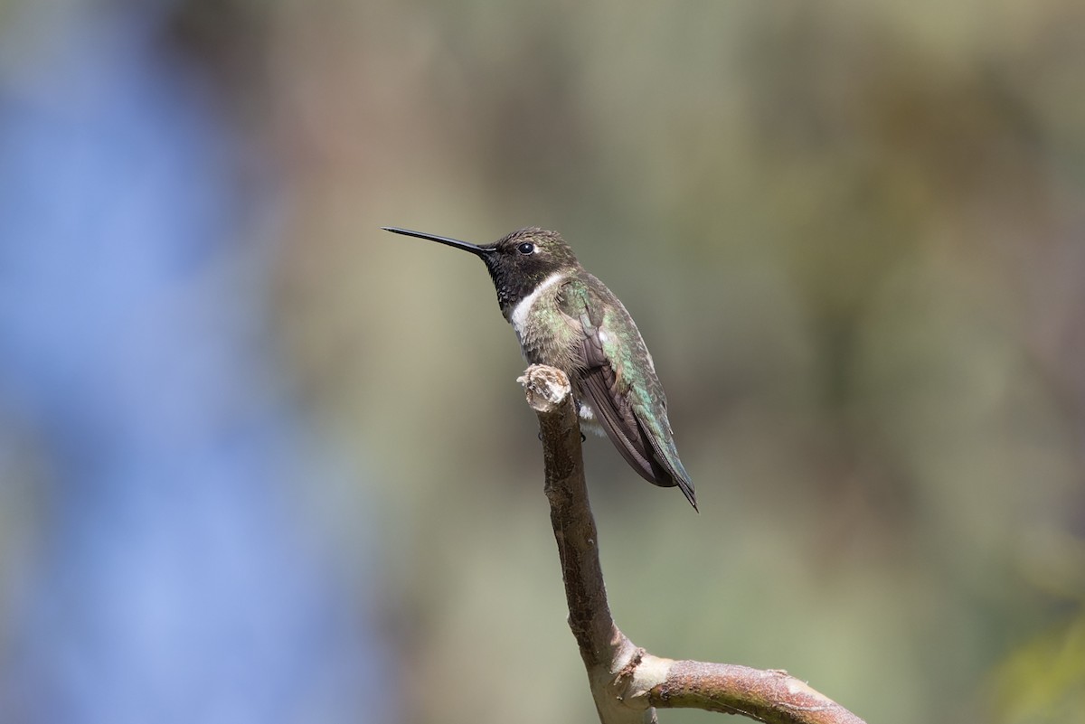 Black-chinned Hummingbird - ML620178114
