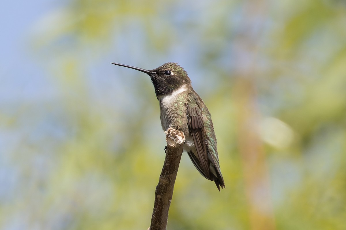 Black-chinned Hummingbird - ML620178115