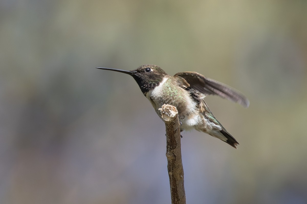 Black-chinned Hummingbird - ML620178119