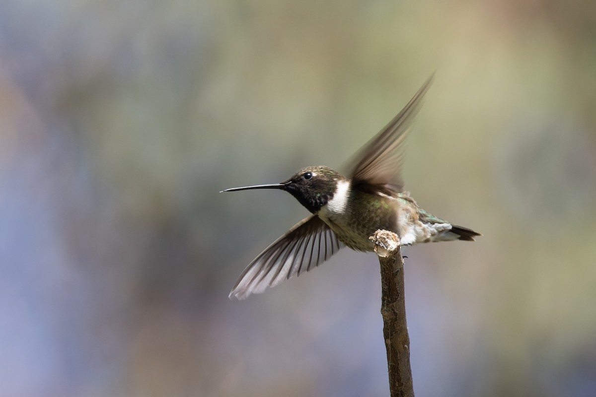 Black-chinned Hummingbird - ML620178126